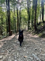 ???? Daruji krásnou fenku – černý labrador křížený s vlčákem ????