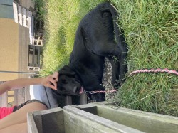 ???? Daruji krásnou fenku – černý labrador křížený s vlčákem ????