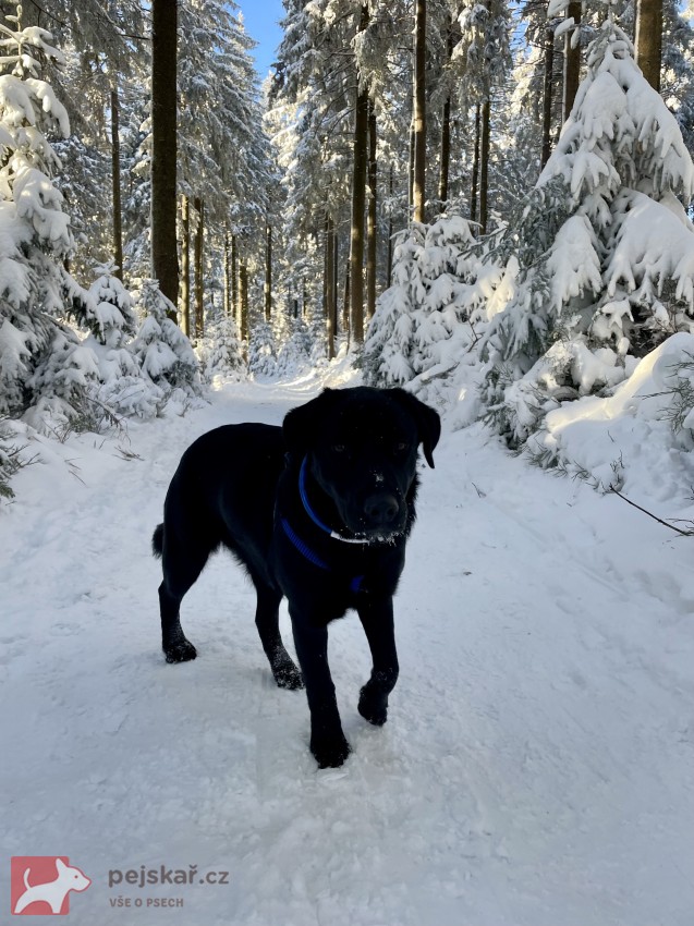 Daruji krásnou fenku – černý labrador křížený s vlčákem