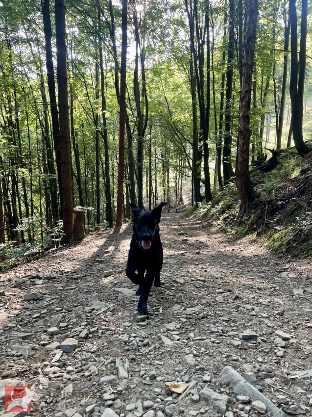 Daruji krásnou fenku – černý labrador křížený s vlčákem