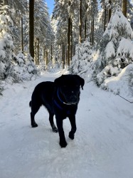 Inzerce psů Daruji krásnou fenku – černý labrador křížený s vlčákem