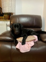 Daruji krásnou fenku – černý labrador křížený s vlčákem