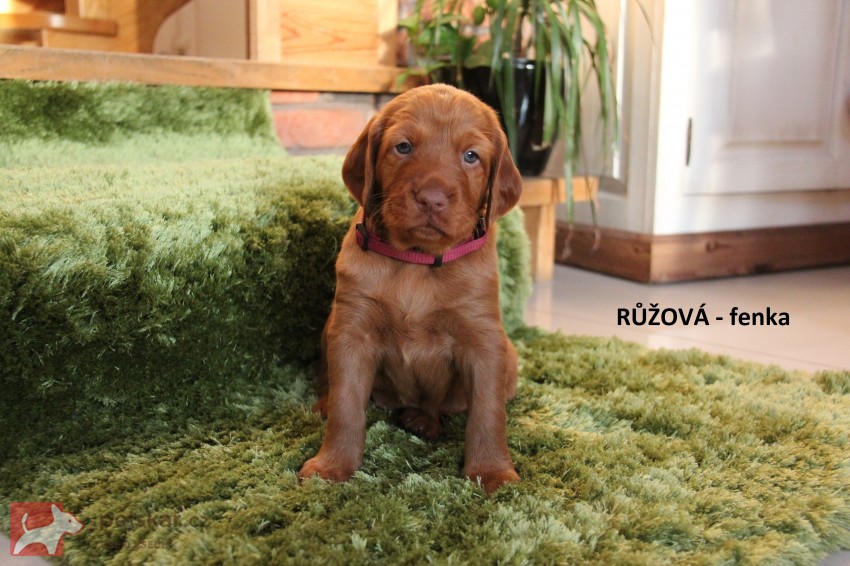 ŠTĚŇATA  MAĎARSKÉHO OHAŘE KRÁTKOSRSTÉHO