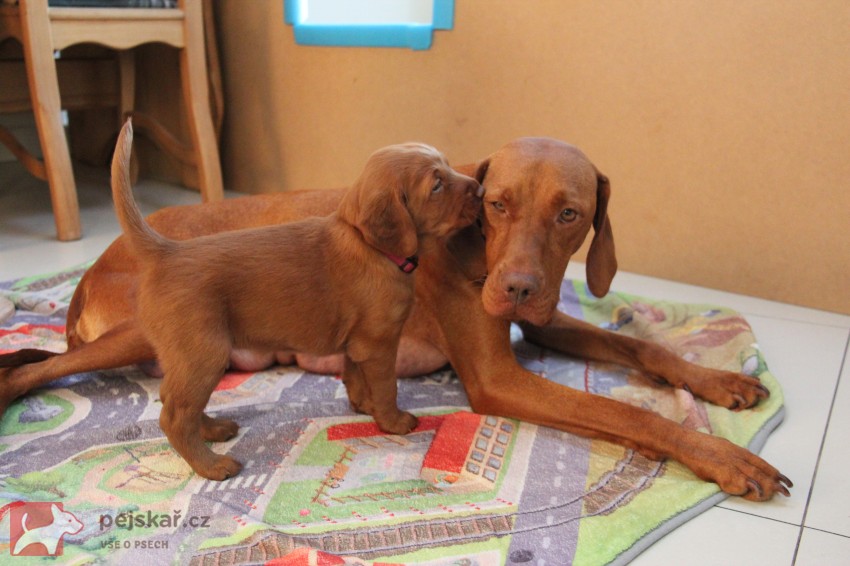 ŠTĚŇATA  MAĎARSKÉHO OHAŘE KRÁTKOSRSTÉHO