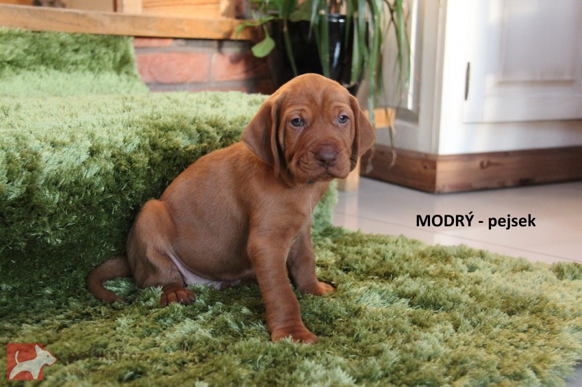 ŠTĚŇATA  MAĎARSKÉHO OHAŘE KRÁTKOSRSTÉHO