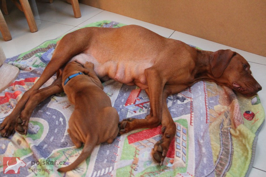 ŠTĚŇATA  MAĎARSKÉHO OHAŘE KRÁTKOSRSTÉHO