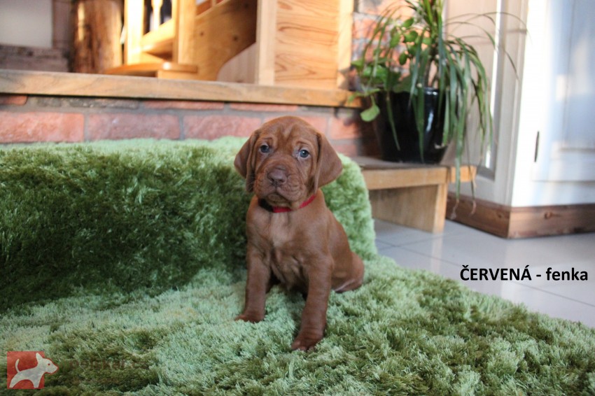 ŠTĚŇATA  MAĎARSKÉHO OHAŘE KRÁTKOSRSTÉHO