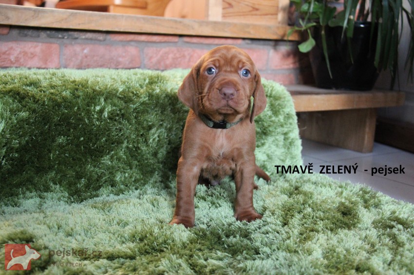 ŠTĚŇATA  MAĎARSKÉHO OHAŘE KRÁTKOSRSTÉHO