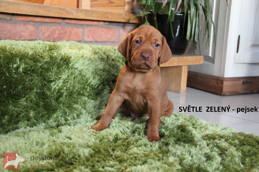 ŠTĚŇATA  MAĎARSKÉHO OHAŘE KRÁTKOSRSTÉHO