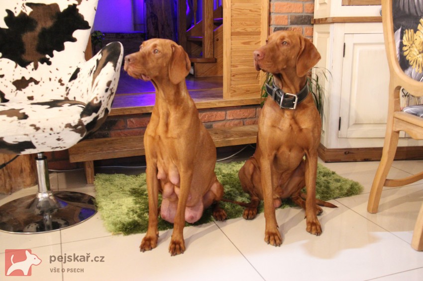 ŠTĚŇATA  MAĎARSKÉHO OHAŘE KRÁTKOSRSTÉHO