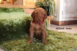 Inzerce psů ŠTĚŇATA  MAĎARSKÉHO OHAŘE KRÁTKOSRSTÉHO
