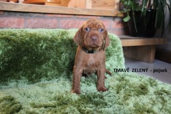 ŠTĚŇATA  MAĎARSKÉHO OHAŘE KRÁTKOSRSTÉHO