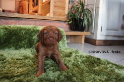 ŠTĚŇATA  MAĎARSKÉHO OHAŘE KRÁTKOSRSTÉHO