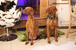 ŠTĚŇATA  MAĎARSKÉHO OHAŘE KRÁTKOSRSTÉHO