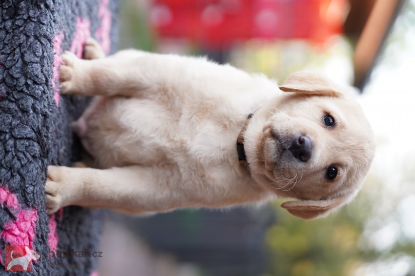 Štěňátka labradorského retrievra s PP