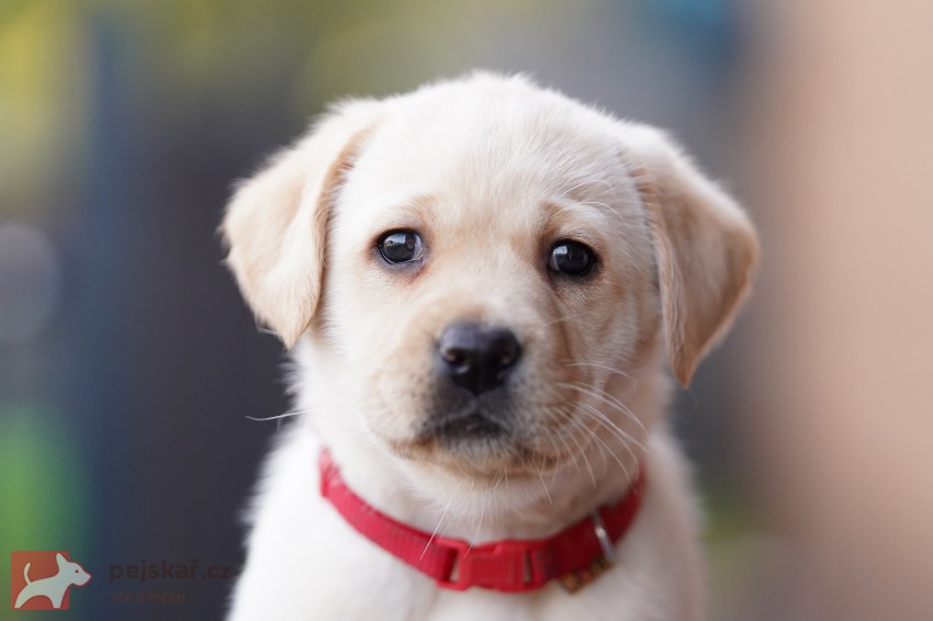Štěňátka labradorského retrievra s PP