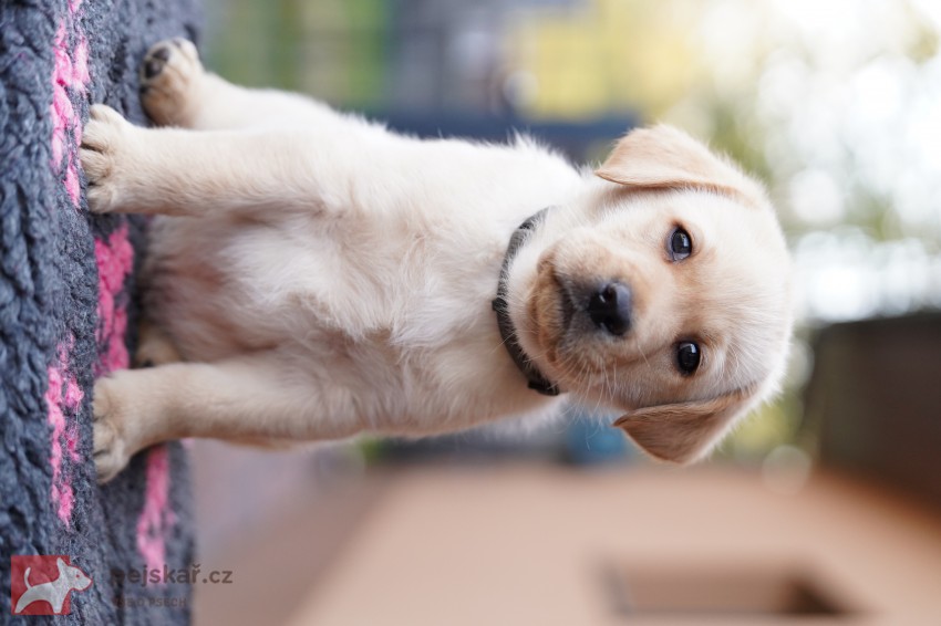 Štěňátka labradorského retrievra s PP