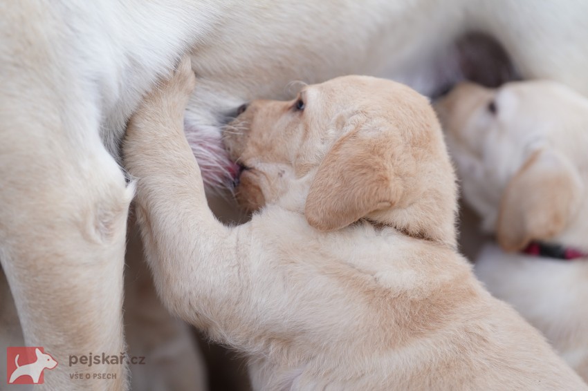 Štěňátka labradorského retrievra s PP