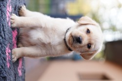 Štěňátka labradorského retrievra s PP