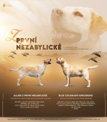 Štěňátka labradorského retrievra s PP