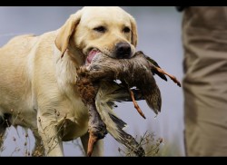 Štěňátka labradorského retrievra s PP