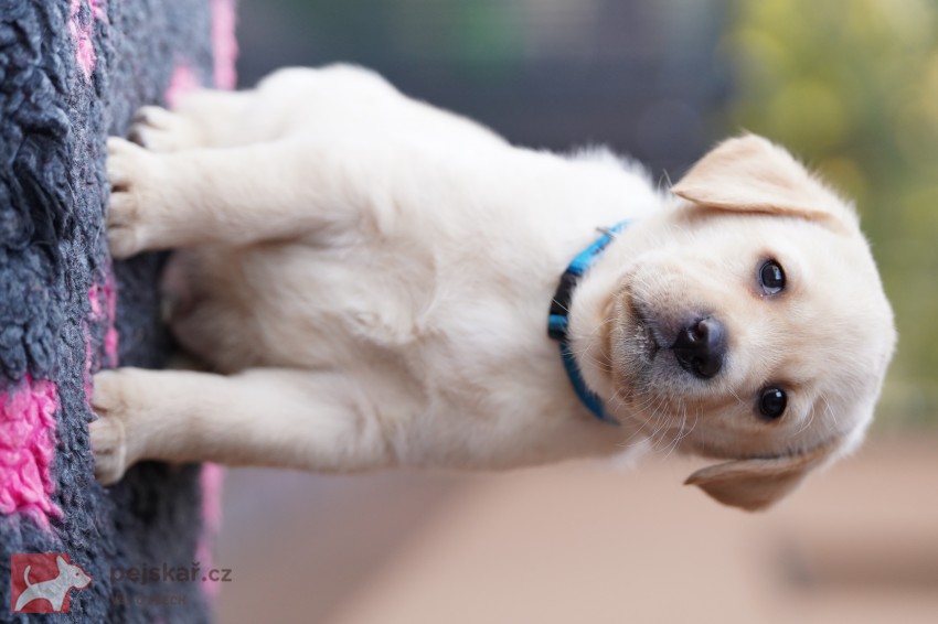 Labradorský retriever štěňata s PP