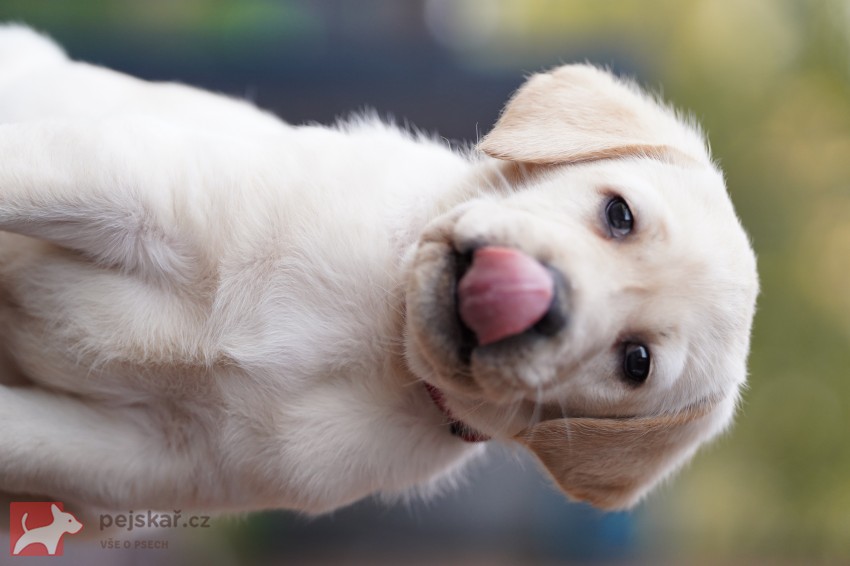 Labradorský retriever štěňata s PP