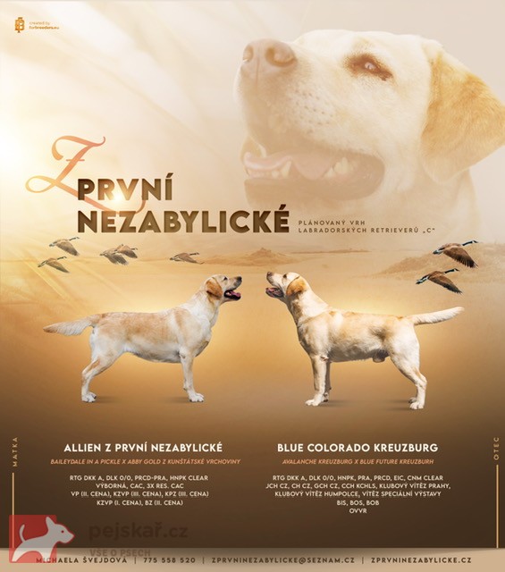 Labradorský retriever štěňata s PP
