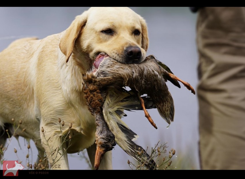 Labradorský retriever štěňata s PP