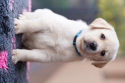 Labradorský retriever štěňata s PP