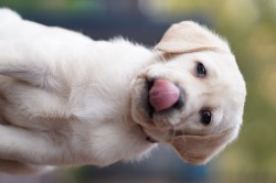 Labradorský retriever štěňata s PP