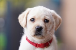 Labradorský retriever štěňata s PP