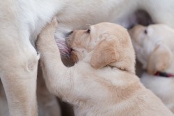 Labradorský retriever štěňata s PP
