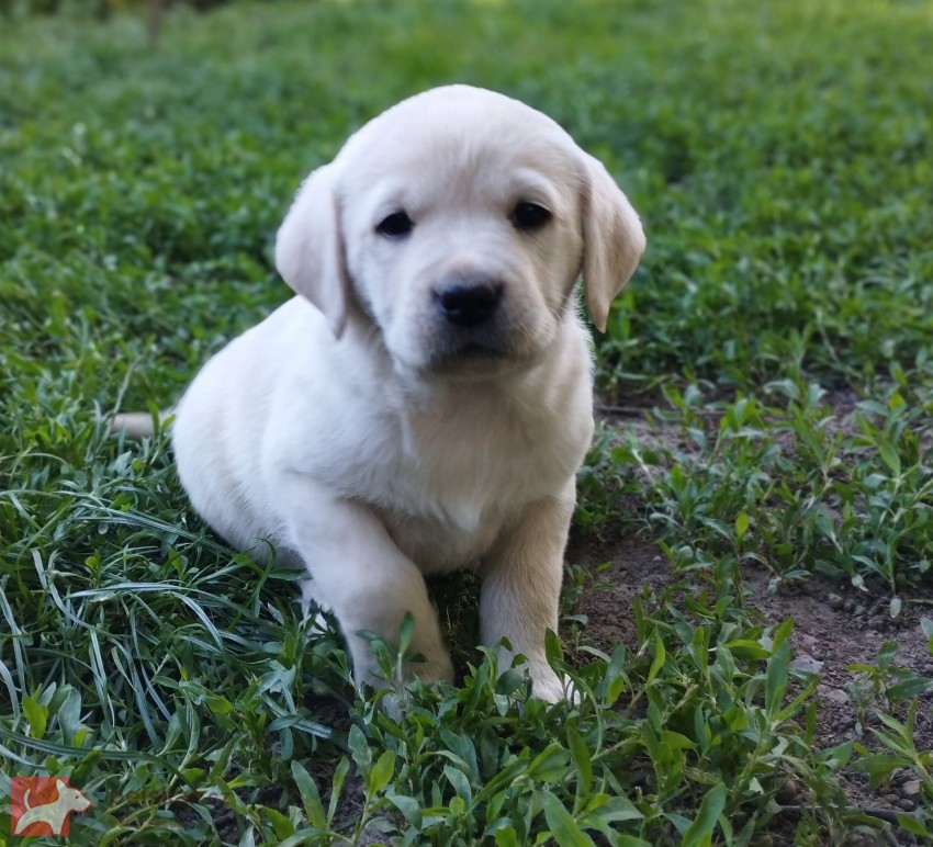 Labrador štěňátka s PP