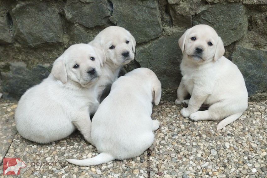 Labrador štěňátka s PP