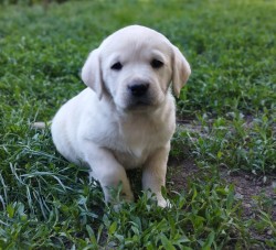 Inzerce psů Labrador štěňátka s PP