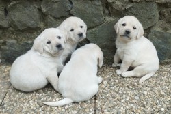 Labrador štěňátka s PP