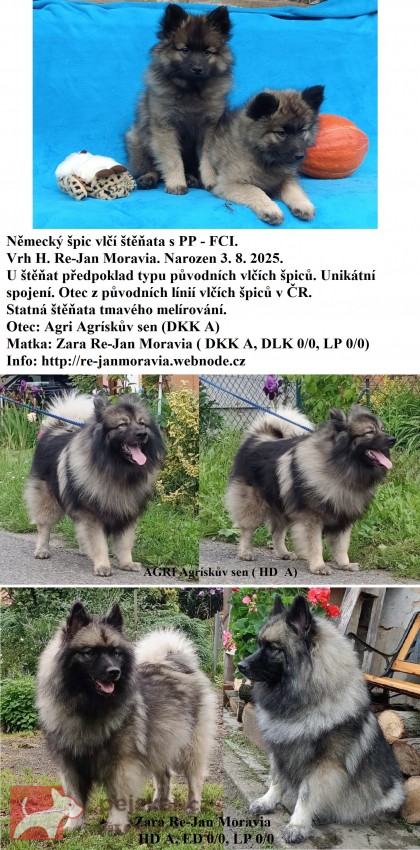 Německý špic vlčí / keeshond prodám štěňata s PP
