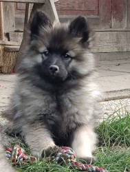 Inzerce psů Německý špic vlčí / keeshond prodám štěňata s PP