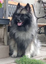 Německý špic vlčí / keeshond prodám štěňata s PP