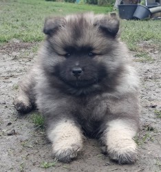 Německý špic vlčí / keeshond prodám štěňata s PP