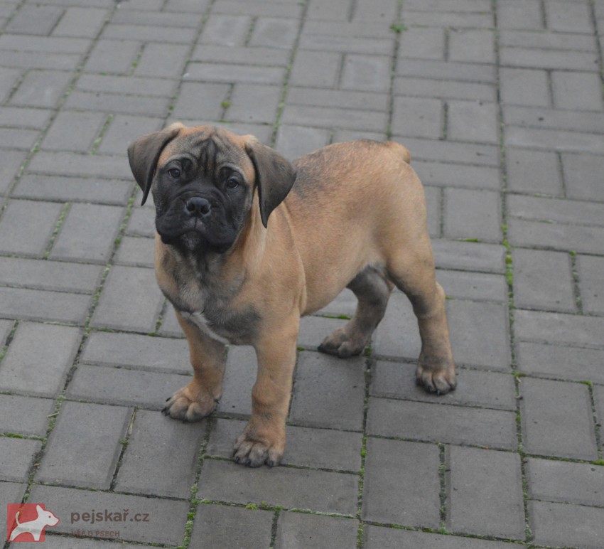 Bullmastiff