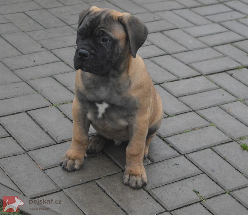 Bullmastiff