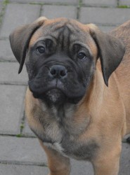 Inzerce psů Bullmastiff, Bullmastif, Bulmastif