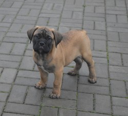 Bullmastiff, Bullmastif, Bulmastif
