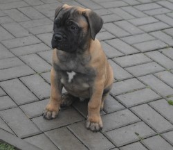 Bullmastiff, Bullmastif, Bulmastif