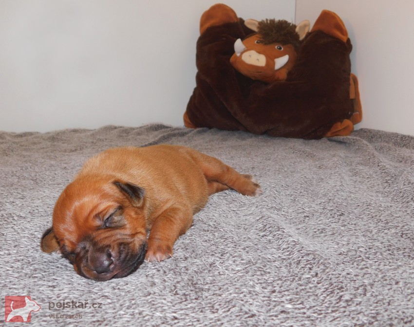 Rhodéský ridgeback - fenka s P