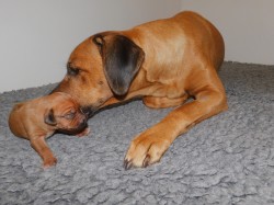 Rhodéský ridgeback - fenka s P