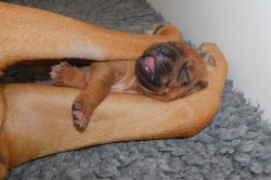 Rhodéský ridgeback - fenka s P