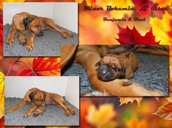 Rhodéský ridgeback - fenka s P